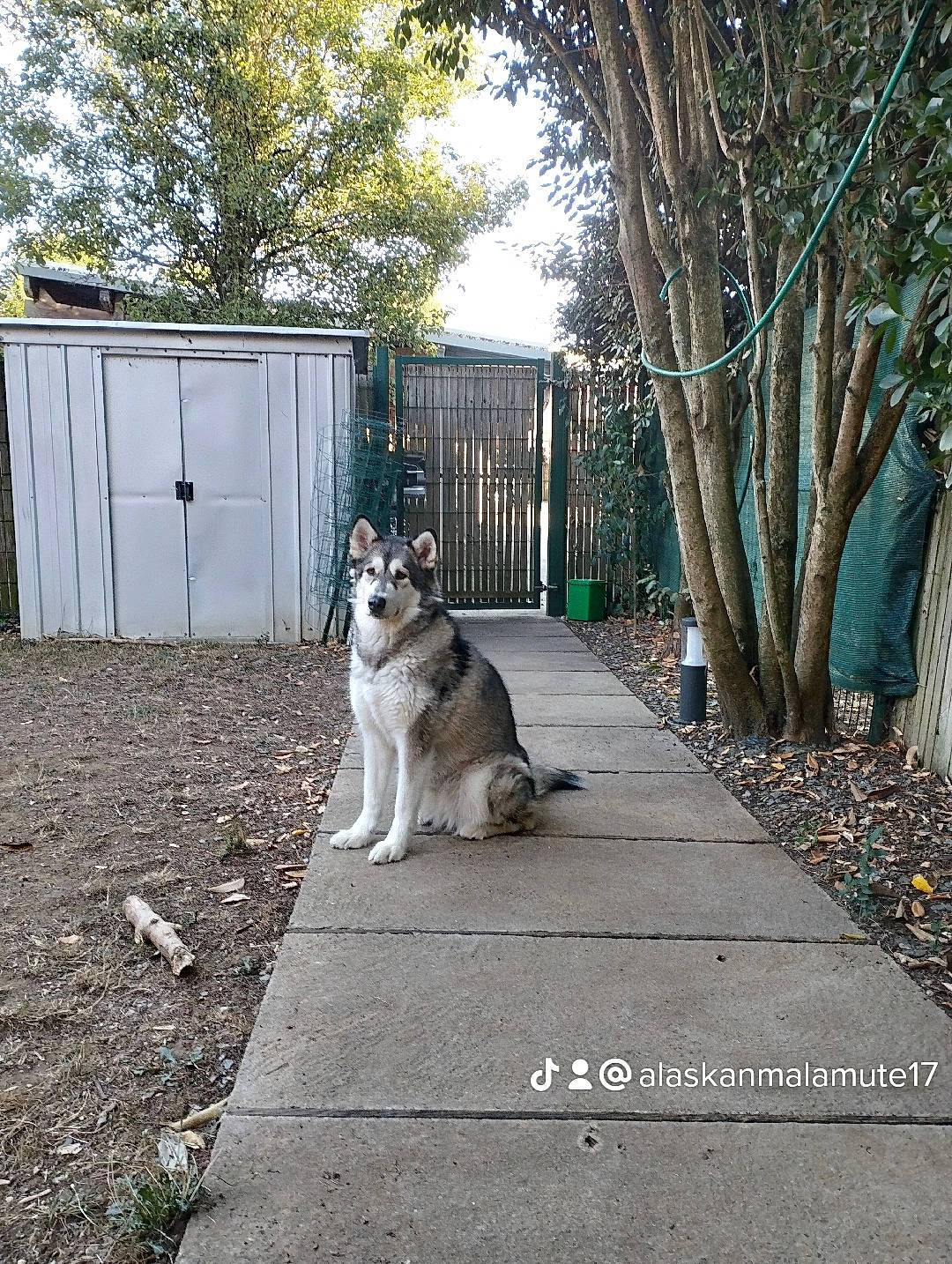 Kaya a rejoint le concours — aidez-le/la à gagner de superbes lots ! canidae, carnivore, companion_dog, dog, dog_breed, fawn, fence, grass, home_fencing, plant, road, road_surface, sidewalk, sled_dog, sporting_group, street, tail, tree, wood, working_animal