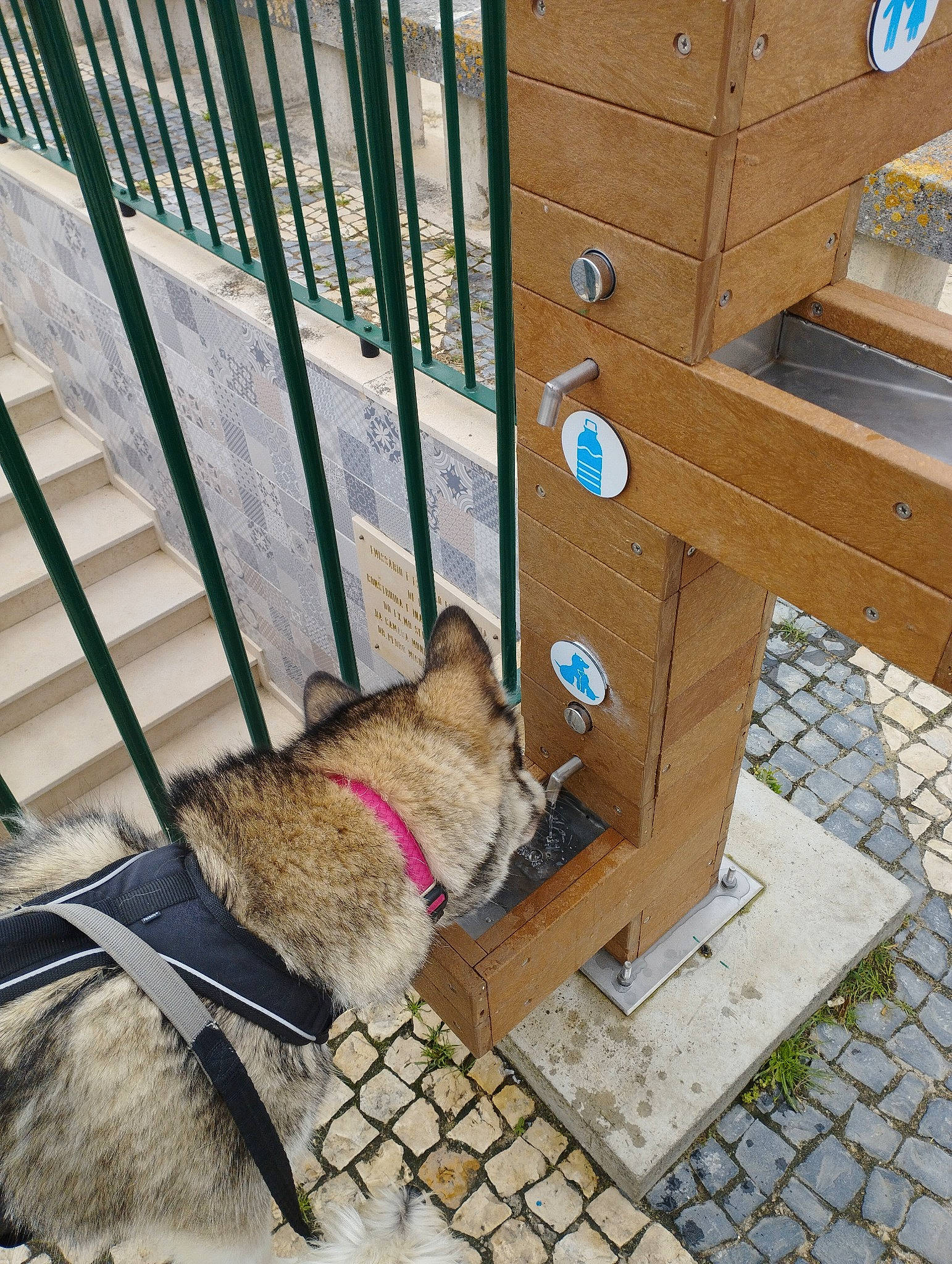 Kaya participe au concours pour gagner de l'argent avec cette photo : animal_shelter, canidae, carnivore, collar, companion_dog, dog, dog_breed, dog_supply, fawn, fence, floor, flooring, hardwood, pet_supply, snout, sporting_group, tail, wood, wood_stain, working_animal