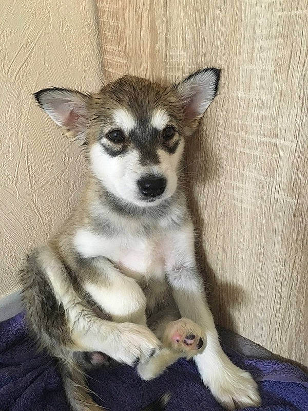 Kaya participe au concours pour gagner de l'argent avec cette photo : alaskan_klee_kai, alaskan_malamute, canadian_eskimo_dog, canidae, carnivore, dog, dog_breed, east_siberian_laika, mammal, miniature_siberian_husky, native_american_indian_dog, northern_inuit_dog, norwegian_lundehund, puppy, sakhalin_husky, siberian_husky, sled_dog, tamaskan_dog, vertebrate, wolfdog