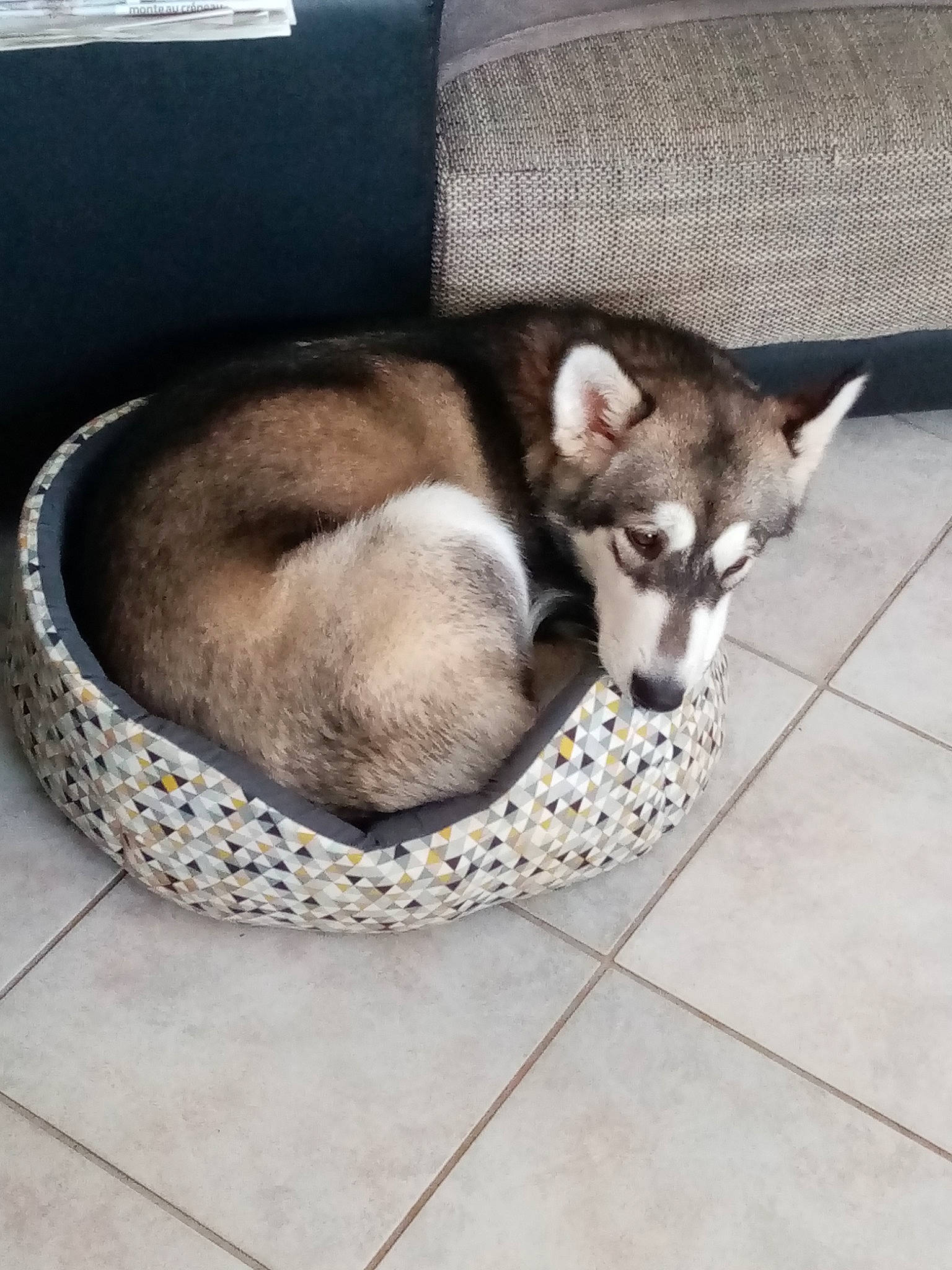 Kaya a rejoint le concours — aidez-le/la à gagner de superbes lots ! alaskan_klee_kai, alaskan_malamute, canidae, canis, carnivore, companion_dog, dog, dog_breed, mammal, miniature_siberian_husky, northern_inuit_dog, puppy, sakhalin_husky, siberian_husky, sled_dog, sporting_group, swedish_vallhund, tamaskan_dog, vertebrate, wolfdog