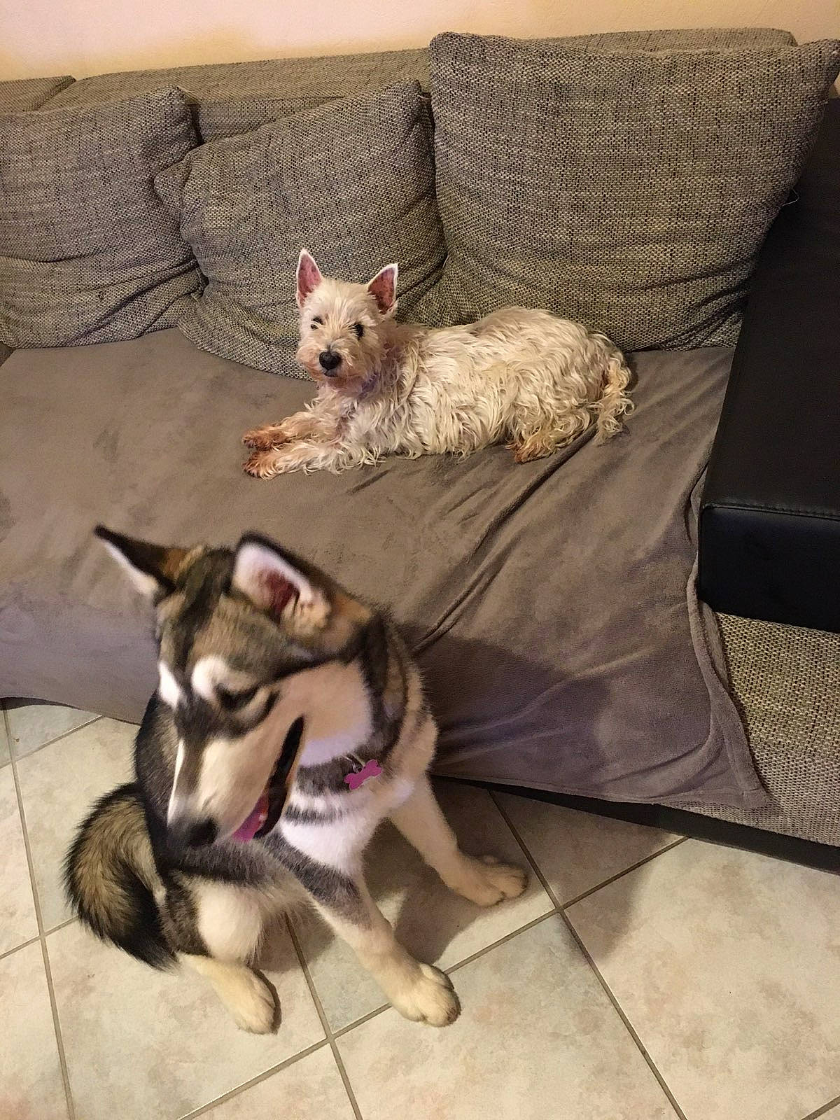 Câline participe au concours pour gagner de l'argent avec cette photo : canidae, carnivore, czechoslovakian_wolfdog, dog, dog_breed, ear, fawn, mammal, northern_inuit_dog, siberian_husky, swedish_vallhund, vertebrate, wolfdog