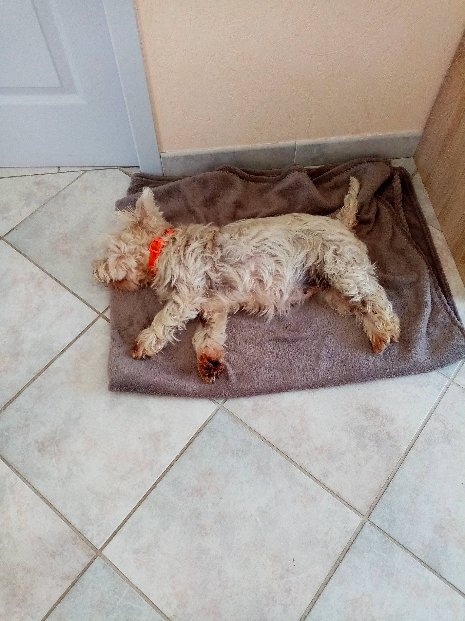 Câline participe au concours pour gagner de l'argent avec cette photo : canidae, carnivore, cockapoo, dog, dog_breed, fawn, floor, flooring, glen_of_imaal_terrier, grand_basset_griffon_vendeen, petit_basset_griffon_vendeen, spinone_italiano, sporting_group, sporting_lucas_terrier, terrier