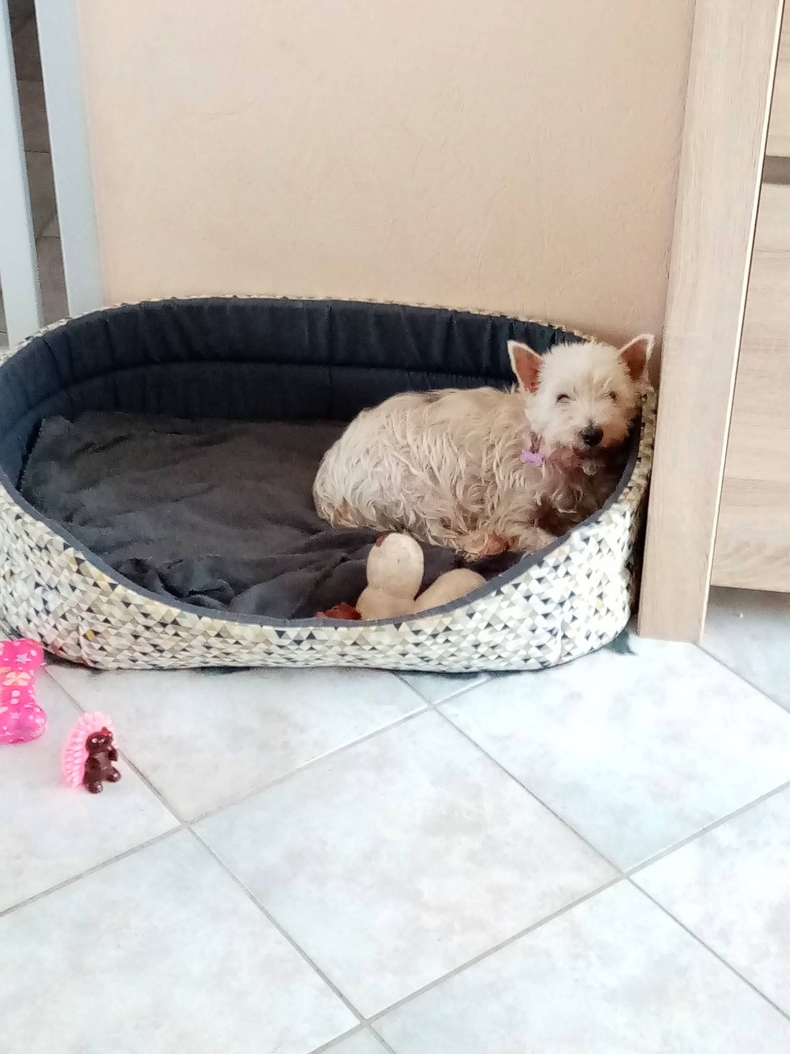 Câline a rejoint le concours — aidez-le/la à gagner de superbes lots ! canidae, carnivore, cat, dog, dog_bed, dog_breed, fawn, furniture, non_sporting_group, puppy, toy_dog
