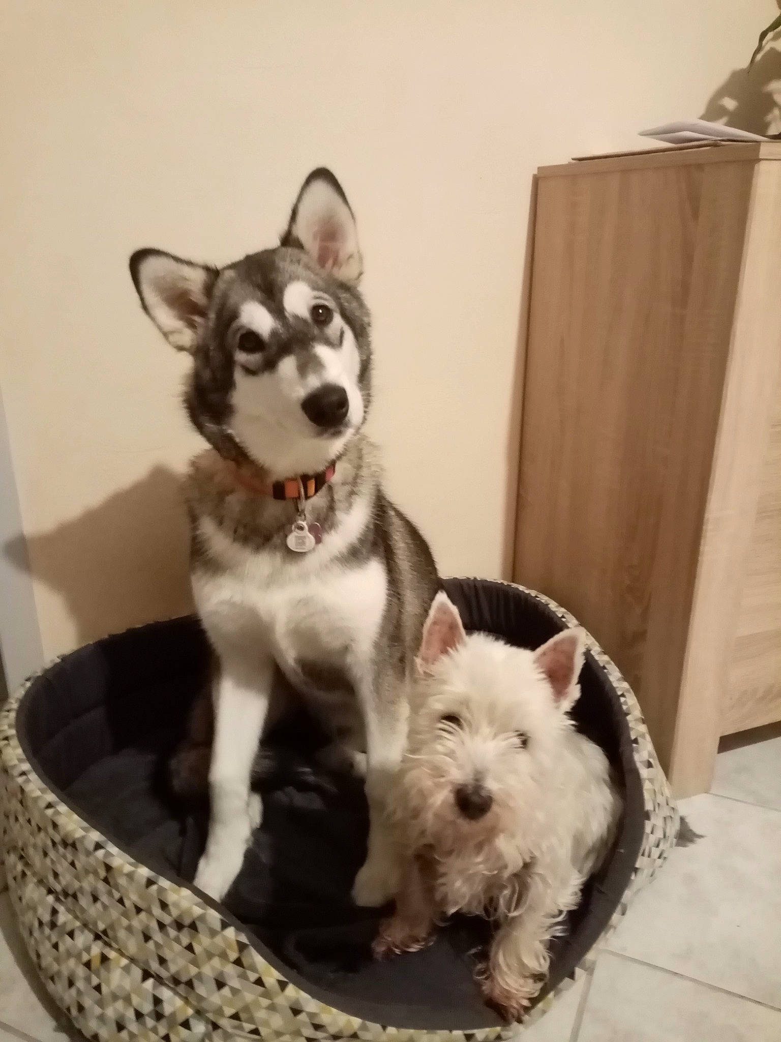 Câline participe au concours pour gagner de l'argent avec cette photo : alaskan_klee_kai, alaskan_malamute, canadian_eskimo_dog, canidae, carnivore, dog, dog_breed, mammal, miniature_siberian_husky, northern_inuit_dog, rare_breed_dog, sakhalin_husky, siberian_husky, sled_dog, snout, swedish_vallhund, tamaskan_dog, vertebrate, west_highland_white_terrier, wolfdog