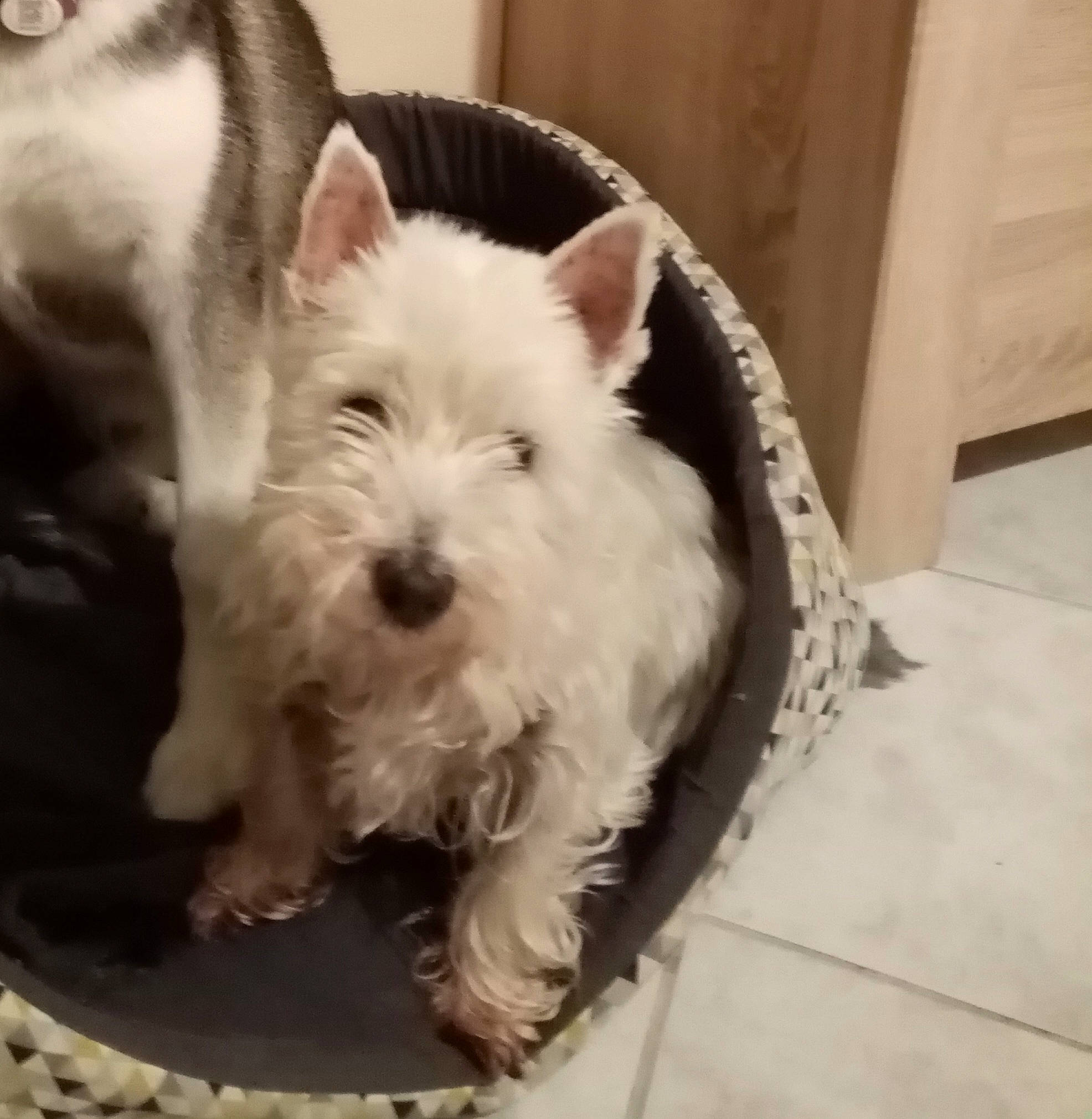 Câline participe au concours pour gagner de l'argent avec cette photo : cairn_terrier, canidae, carnivore, companion_dog, dog, dog_breed, ear, mammal, norwich_terrier, puppy, rare_breed_dog, scottish_terrier, small_terrier, snout, sporting_lucas_terrier, terrier, vertebrate, west_highland_white_terrier