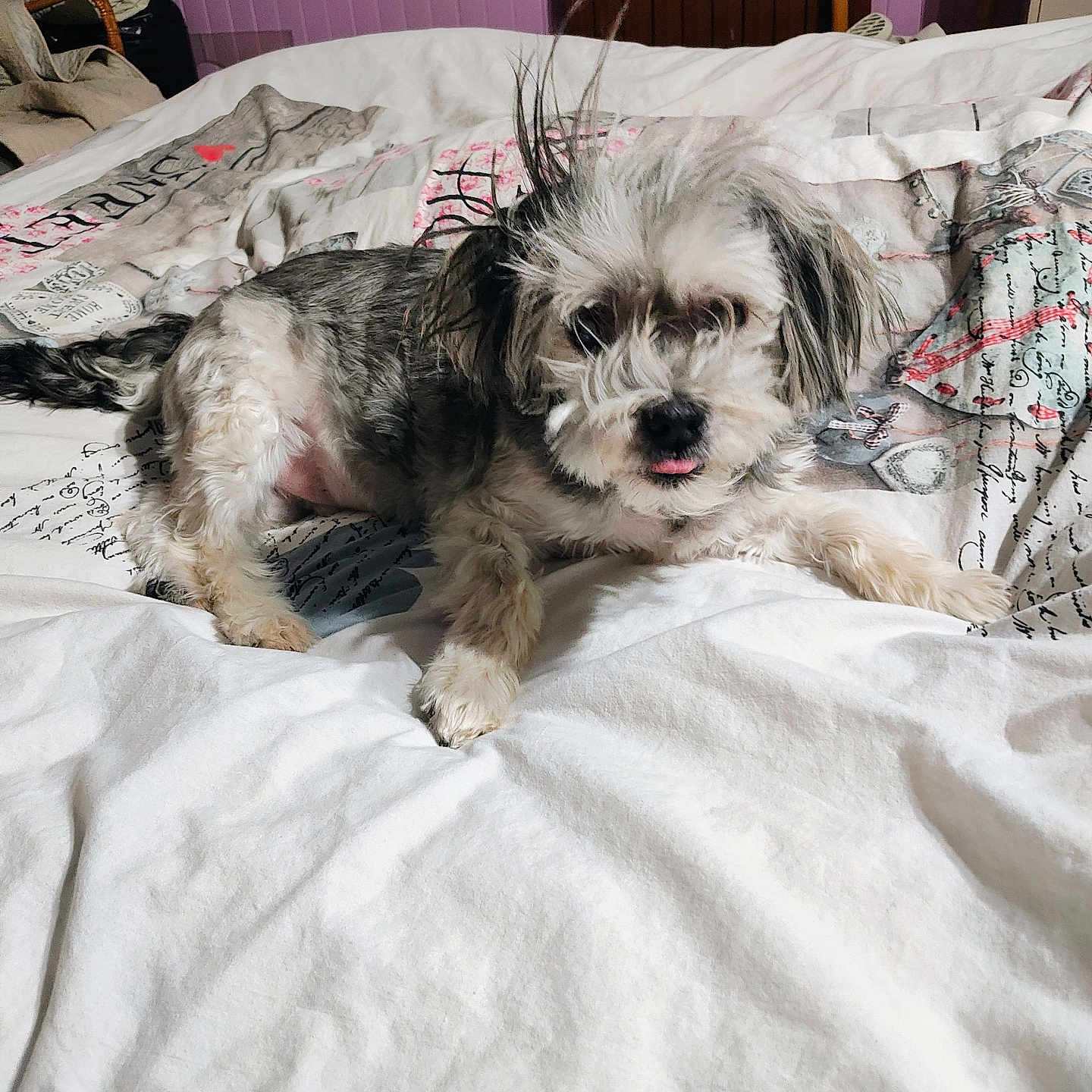 Macho a rejoint le concours — aidez-le/la à gagner de superbes lots ! animal, bed, blanket, comfort, cozy, cute, dog, fur, fur_spikes, home, indoor, laying, pet, pink_wall, resting, sleepy, small_dog, tongue_out, window, wooden_chair