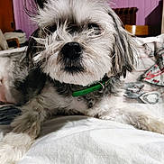 Macho a rejoint le concours — aidez-le/la à gagner de superbes lots ! animal, bed, blanket, collar, cozy, cute, dog, domestic, fur, furry, home, indoor, lying_down, pet, portrait, purple_wall, relaxed, scruffy, small_dog, wooden_chair
