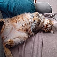 Lily participe au concours pour gagner de l'argent avec cette photo : animal, blanket, cat, couch, cozy, cute, domestic_animal, feline, fur, indoor, paw, pet, pillow, relaxed, resting, sleeping, sofa, tabby_cat, tail, whiskers