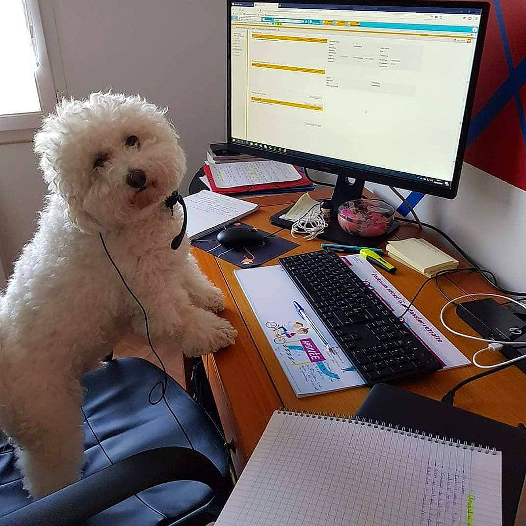 Milow a rejoint le concours — aidez-le/la à gagner de superbes lots ! carnivore, companion_dog, computer, computer_desk, computer_keyboard, computer_monitor, desk, desktop_computer, dog, furniture, glasses, input_device, office_equipment, output_device, peripheral, personal_computer, space_bar, sunglasses, table, toy