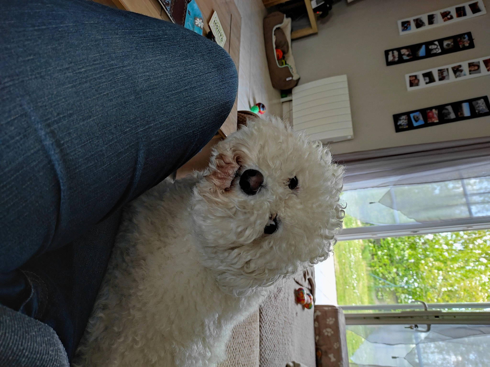 Milow participe au concours pour gagner de l'argent avec cette photo : bichon, canidae, carnivore, comfort, companion_dog, dog, dog_breed, felidae, fur, non_sporting_group, pet_supply, plush, snout, sporting_group, stuffed_toy, terrier, toy, toy_dog, whiskers, window