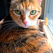 Cookie joined the competition — help win amazing prizes! cat, calico_cat, close_up, green_eyes, whiskers, fur, pink_nose, pet, animal, indoor, portrait, looking, cute, feline, mammal, soft_light, detailed, tabby, domestic_cat, curious