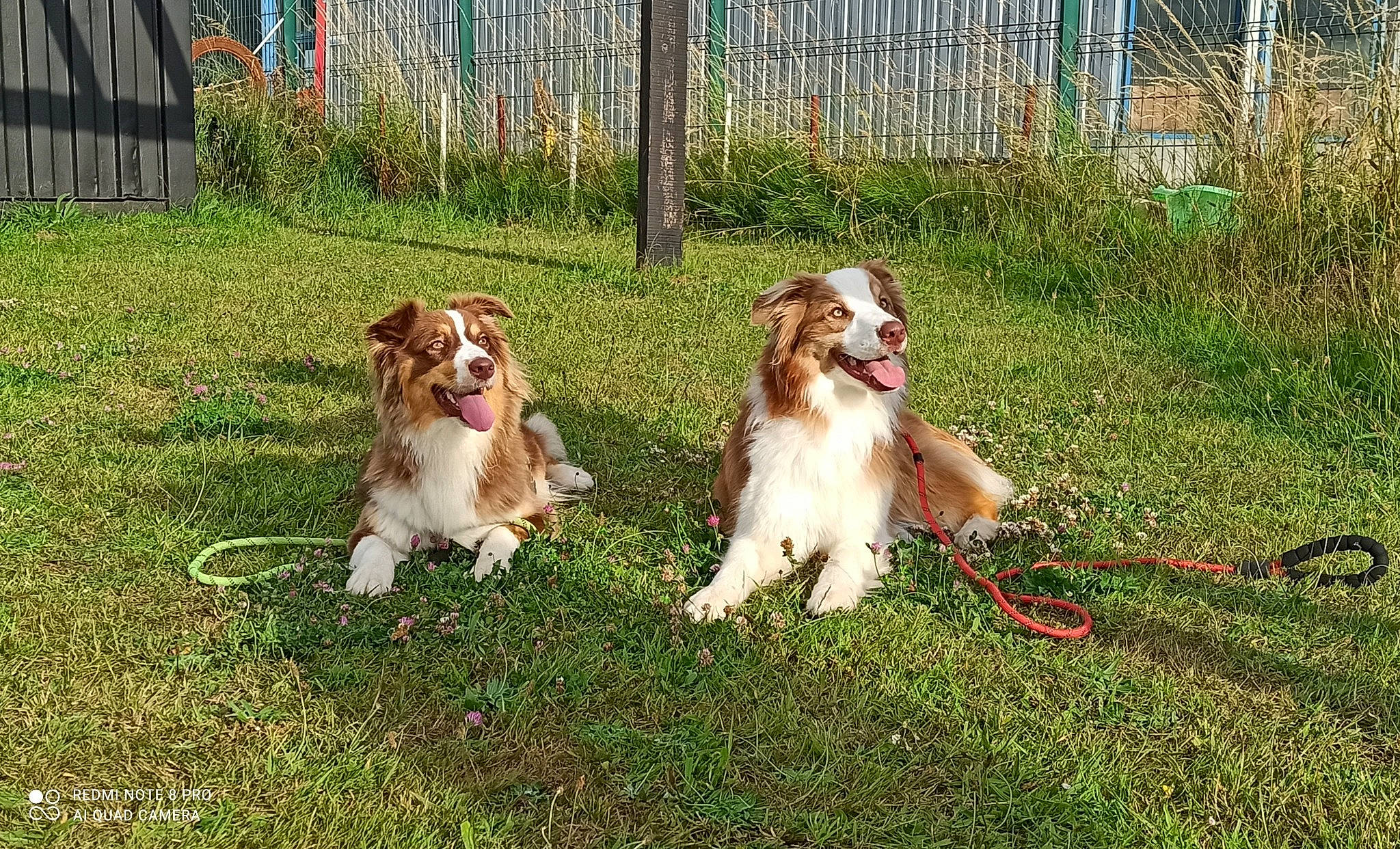 Milio a rejoint le concours — aidez-le/la à gagner de superbes lots ! canidae, carnivore, collar, companion_dog, dog, dog_breed, fence, grass, gun_dog, home_fencing, hunting_dog, king_charles_spaniel, liver, mesh, plant, sporting_group, working_dog