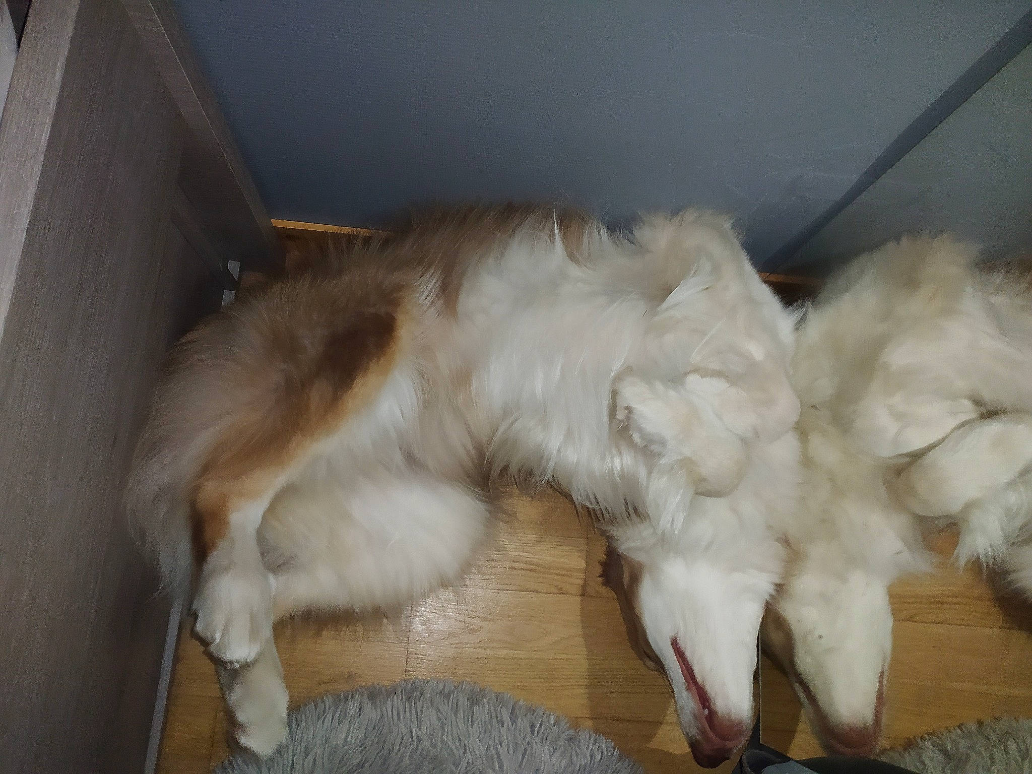 Milio a rejoint le concours — aidez-le/la à gagner de superbes lots ! canidae, carnivore, cat, claw, comfort, companion_dog, dog_breed, fawn, felidae, fur, nap, paw, small_to_medium_sized_cats, sporting_group, tail, terrestrial_animal, whiskers