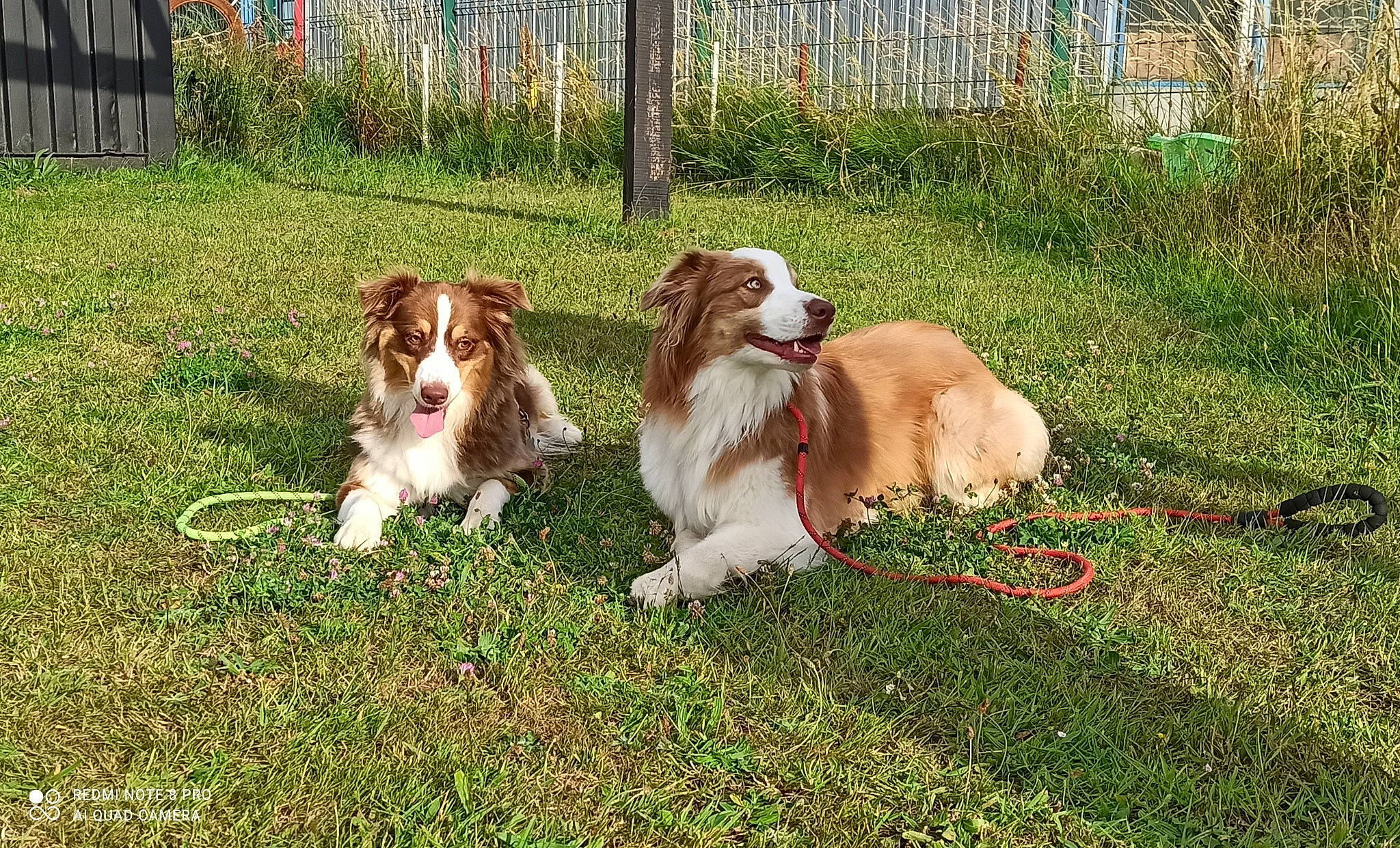 Milio participe au concours pour gagner de l'argent avec cette photo : brittany, canidae, carnivore, cavalier_king_charles_spaniel, companion_dog, dog, dog_breed, fawn, fence, grass, gun_dog, home_fencing, irish_red_and_white_setter, king_charles_spaniel, liver, plant, spaniel, sporting_group, tail, working_dog