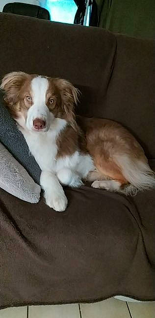 Milio a rejoint le concours — aidez-le/la à gagner de superbes lots ! bored, canidae, carnivore, companion_dog, dog, dog_breed, fawn, fur, gun_dog, liver, puppy, snout, spaniel, sporting_group, terrestrial_animal, welsh_springer_spaniel, whiskers