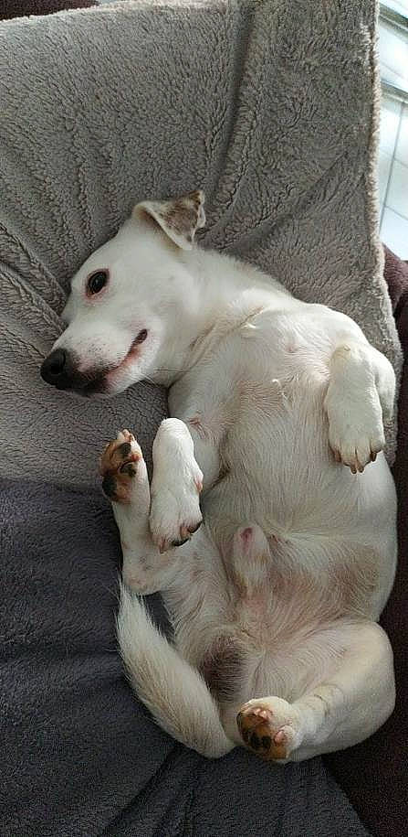 Lutin a rejoint le concours — aidez-le/la à gagner de superbes lots ! canidae, carnivore, claw, comfort, companion_dog, dog, dog_breed, fawn, felidae, foot, fur, non_sporting_group, paw, snout, sporting_group, tail, terrestrial_animal, whiskers, working_animal