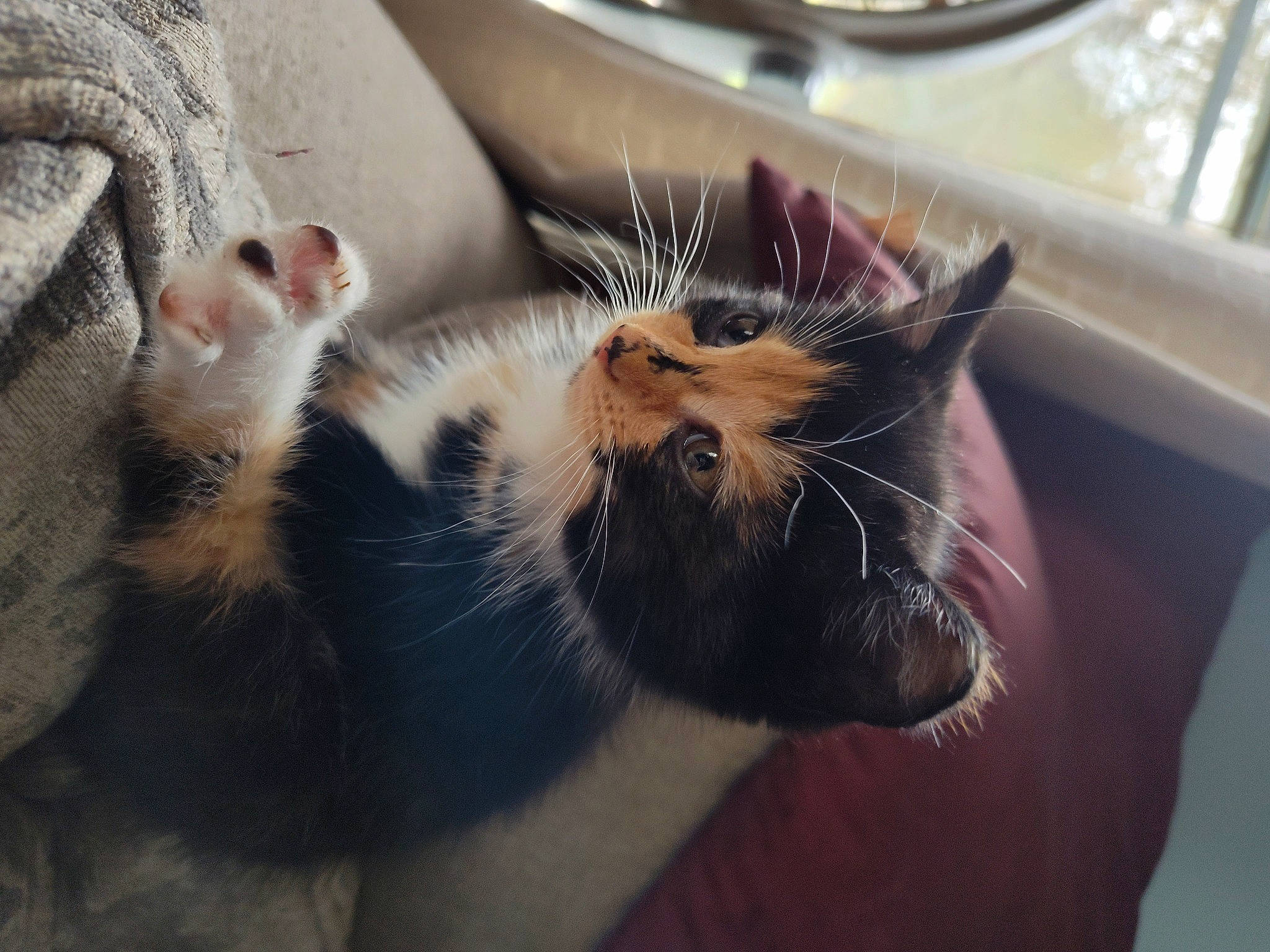 Autumn And Bumblebee is registered to the contest to win money with this photo: carnivore, cat, claw, comfort, domestic_short_haired_cat, eye, fawn, felidae, foot, fur, paw, small_to_medium_sized_cats, tail, terrestrial_animal, whiskers, wildlife, window