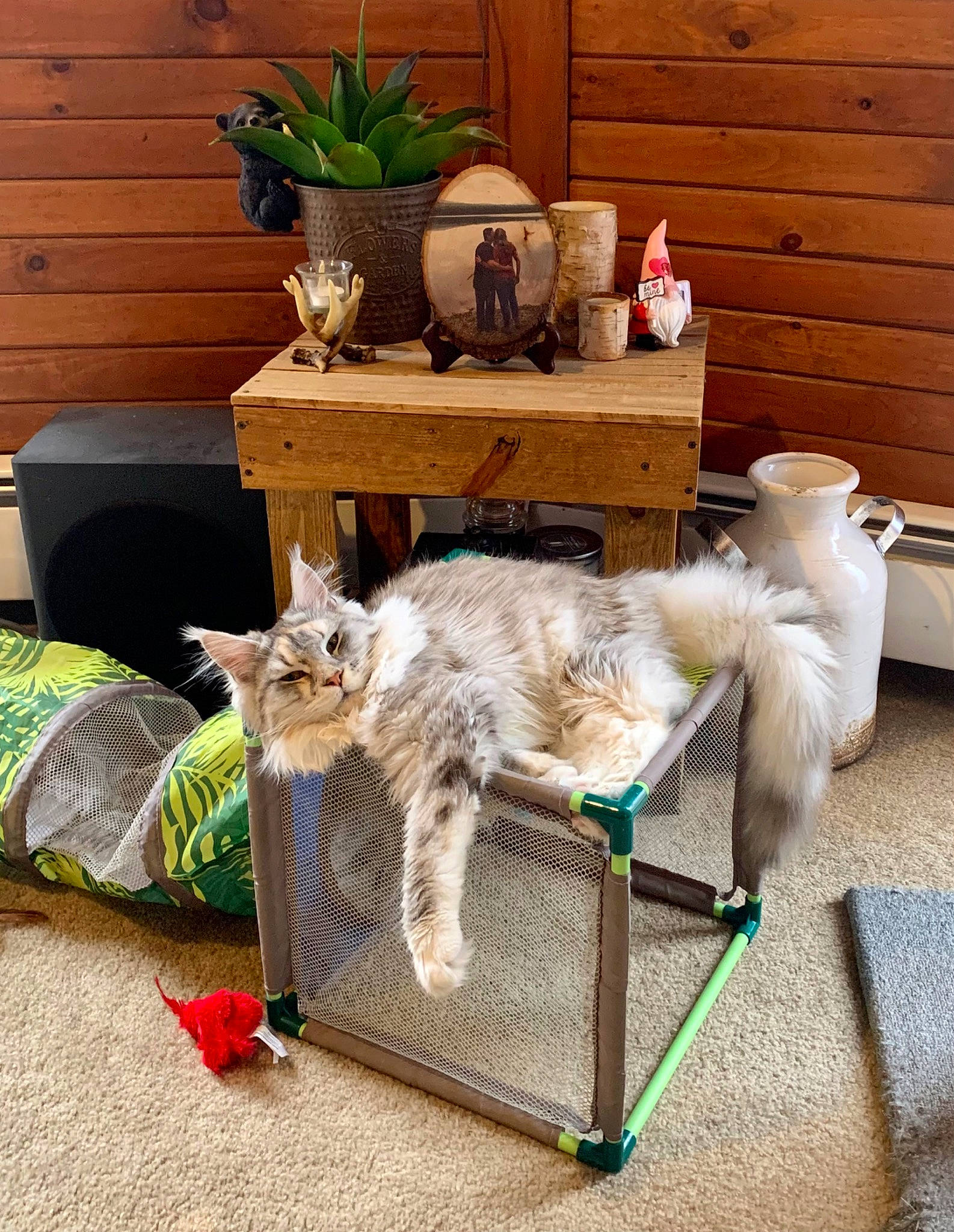 Arya joined the competition — help win amazing prizes! carnivore, cat, comfort, companion_dog, couch, fawn, felidae, flowerpot, fur, grey, houseplant, living_room, mammal, plant, small_to_medium_sized_cats, table, tail, vertebrate, whiskers, wood