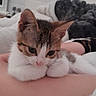 Livaï a rejoint le concours — aidez-le/la à gagner de superbes lots ! cat, kitten, calico, pet, animal, indoors, bed, blanket, bedroom, cozy, white_fur, brown_fur, black_fur, pink_nose, whiskers, pointed_ears, loaf_position, sleepy, closeup, portrait