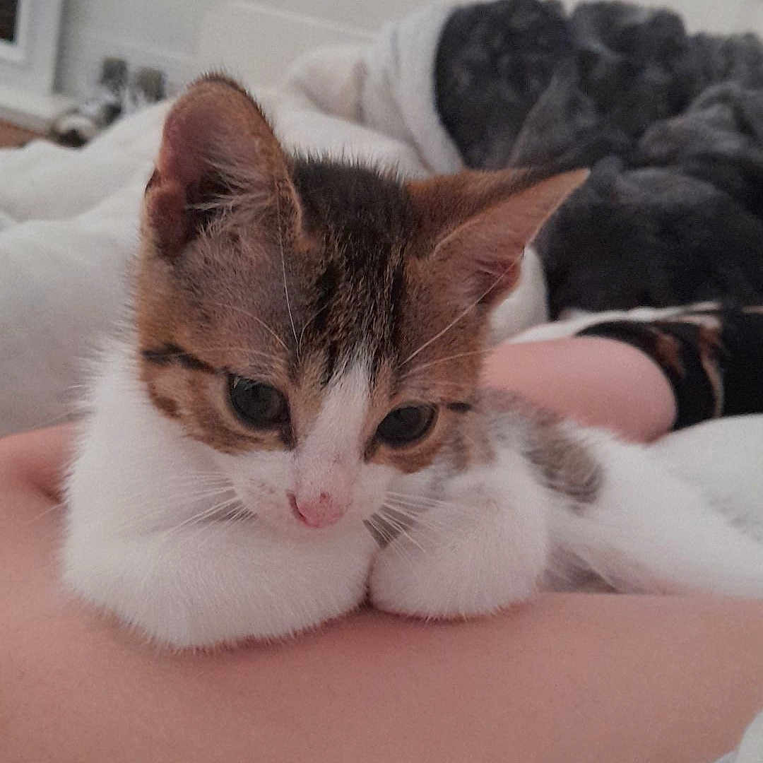Livaï