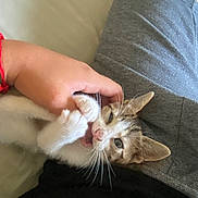 Livaï participe au concours pour gagner de l'argent avec cette photo : cat, kitten, pet, animal, feline, white_fur, brown_fur, green_eyes, whiskers, pink_nose, upside_down, lying_down, being_held, human_hand, couch, fabric, indoor, close_up, portrait, cute