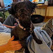 Pico is registered to the contest to win money with this photo: dog, black_dog, small_dog, pet, puppy, sitting, collar, indoors, living_room, lap, blanket, couch, human_hand, portrait, close_up, fluffy, dark_fur, looking_at_camera, television, cozy