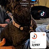 Picasso joined the competition — help win amazing prizes! dog, black_dog, small_dog, shaggy, scruffy, pet, animal, portrait, sitting, collar, indoors, lap, person, smartphone, homescreen, app_icons, step_counter, living_room, warm_lighting, close_up