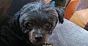 Picasso joined the competition — help win amazing prizes! dog, black_dog, small_dog, fluffy, curly_fur, pet, animal, portrait, lying_down, couch, indoor, living_room, aquarium, fish_tank, furniture, collar, dog_tag, brown_eyes, cozy, photography