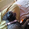 Picasso is registered to the contest to win money with this photo: dog, black_dog, pet, animal, indoors, living_room, lap, relaxing, lounging, couch, blanket, rug, plush_toy, collar, leash, brown_pants, home, cozy, resting, companion