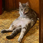 Keanu is registered to the contest to win money with this photo: cat, gray_tabby, indoor, floor, patterned_floor, relaxed, sitting, tongue_out, pet, animal, feline, fur, whiskers, ears, tail, cute, funny_pose, cozy, home, resting