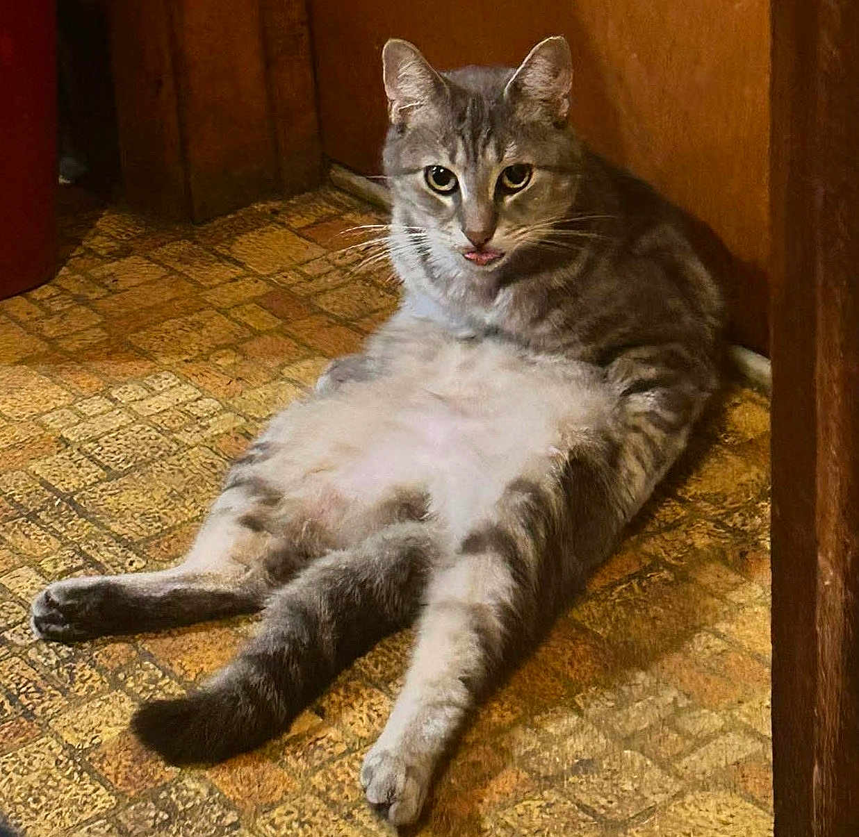 Keanu is registered to the contest to win money with this photo: cat, gray_tabby, indoor, floor, patterned_floor, relaxed, sitting, tongue_out, pet, animal, feline, fur, whiskers, ears, tail, cute, funny_pose, cozy, home, resting
