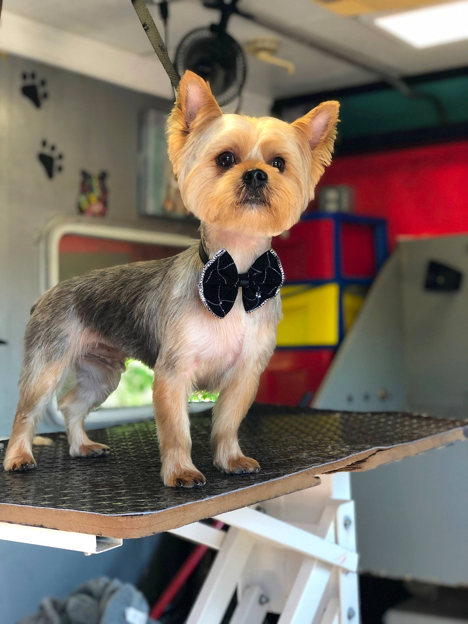 Melly is registered to the contest to win money with this photo: cairn_terrier, canidae, carnivore, chihuahua, companion_dog, dog, dog_breed, fawn, mammal, morkie, norwich_terrier, puppy, rare_breed_dog, small_terrier, snout, terrier, toy_dog, vertebrate, yorkshire_terrier