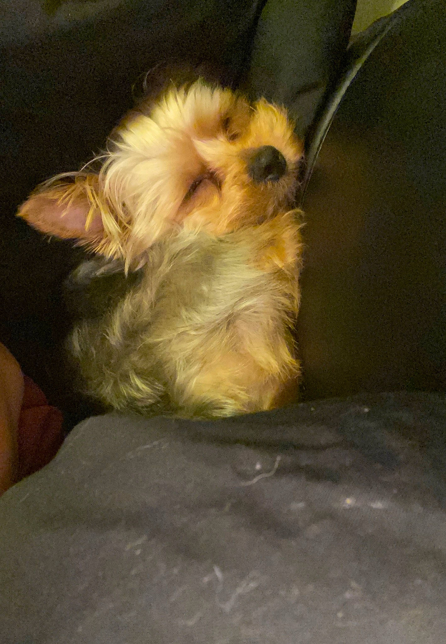 Melly is registered to the contest to win money with this photo: australian_silky_terrier, bolonka, canidae, carnivore, cavachon, chinese_imperial_dog, companion_dog, dog, dog_breed, lhasa_apso, maltepoo, mammal, morkie, puppy, schnoodle, shih_tzu, sporting_group, terrier, toy_dog, yorkshire_terrier