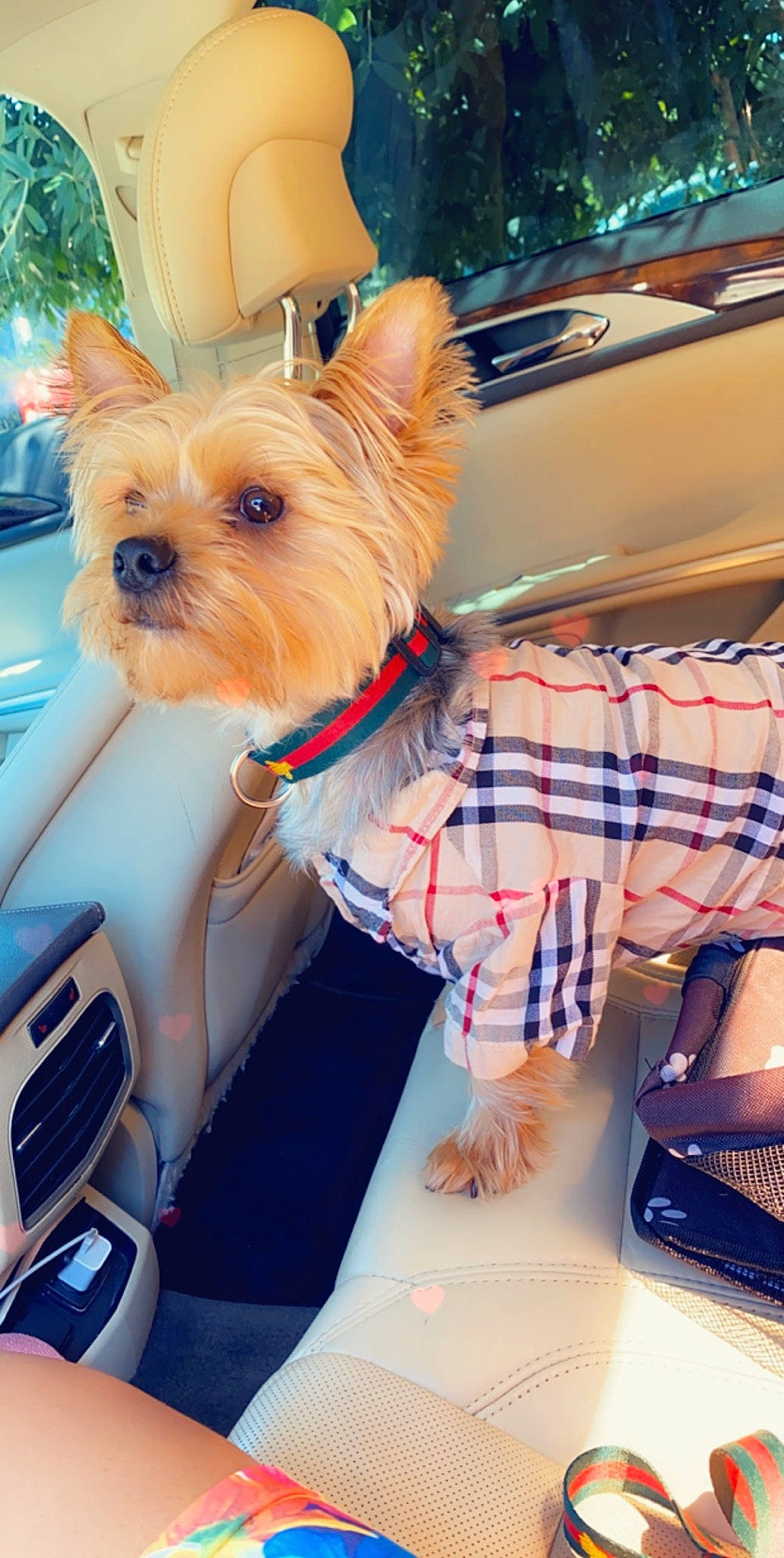 Melly joined the competition — help win amazing prizes! cairn_terrier, canidae, car, carnivore, companion_dog, design, dog, dog_breed, dog_clothes, fawn, mammal, morkie, puppy, rare_breed_dog, small_terrier, snout, terrier, toy_dog, yorkshire_terrier