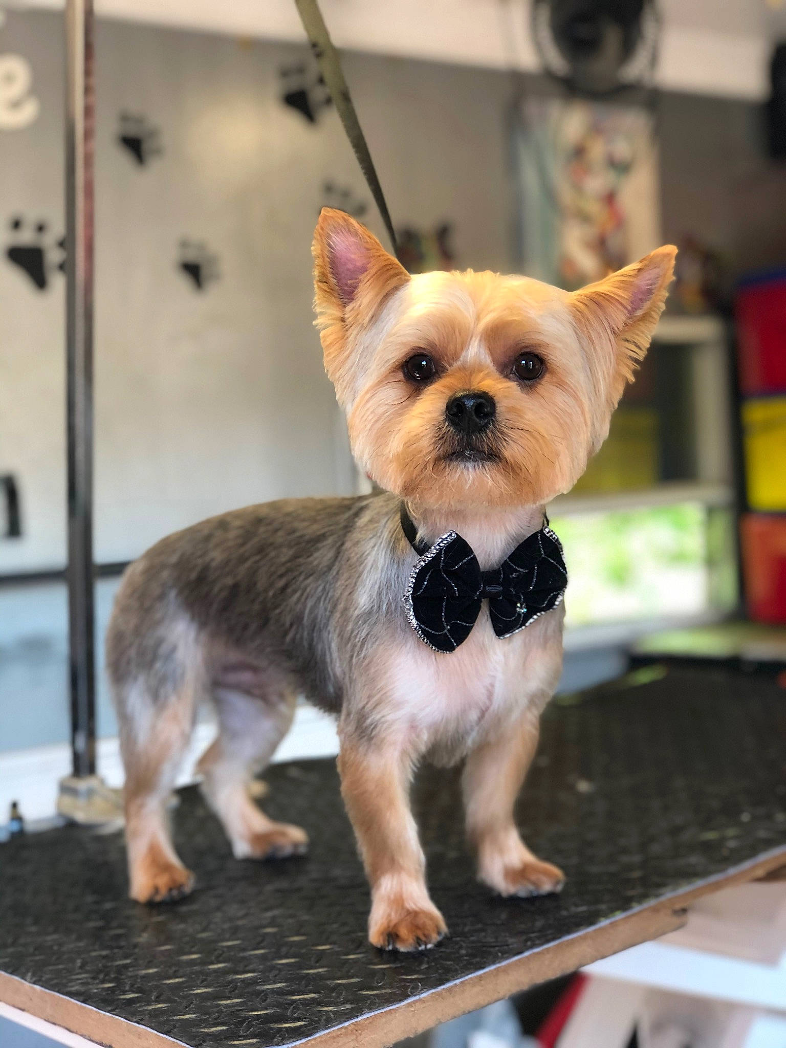 Melly joined the competition — help win amazing prizes! ancient_dog_breeds, australian_silky_terrier, cairn_terrier, canidae, carnivore, companion_dog, dog, dog_breed, fawn, mammal, morkie, norwich_terrier, puppy, rare_breed_dog, small_terrier, snout, terrier, toy_dog, vertebrate, yorkshire_terrier