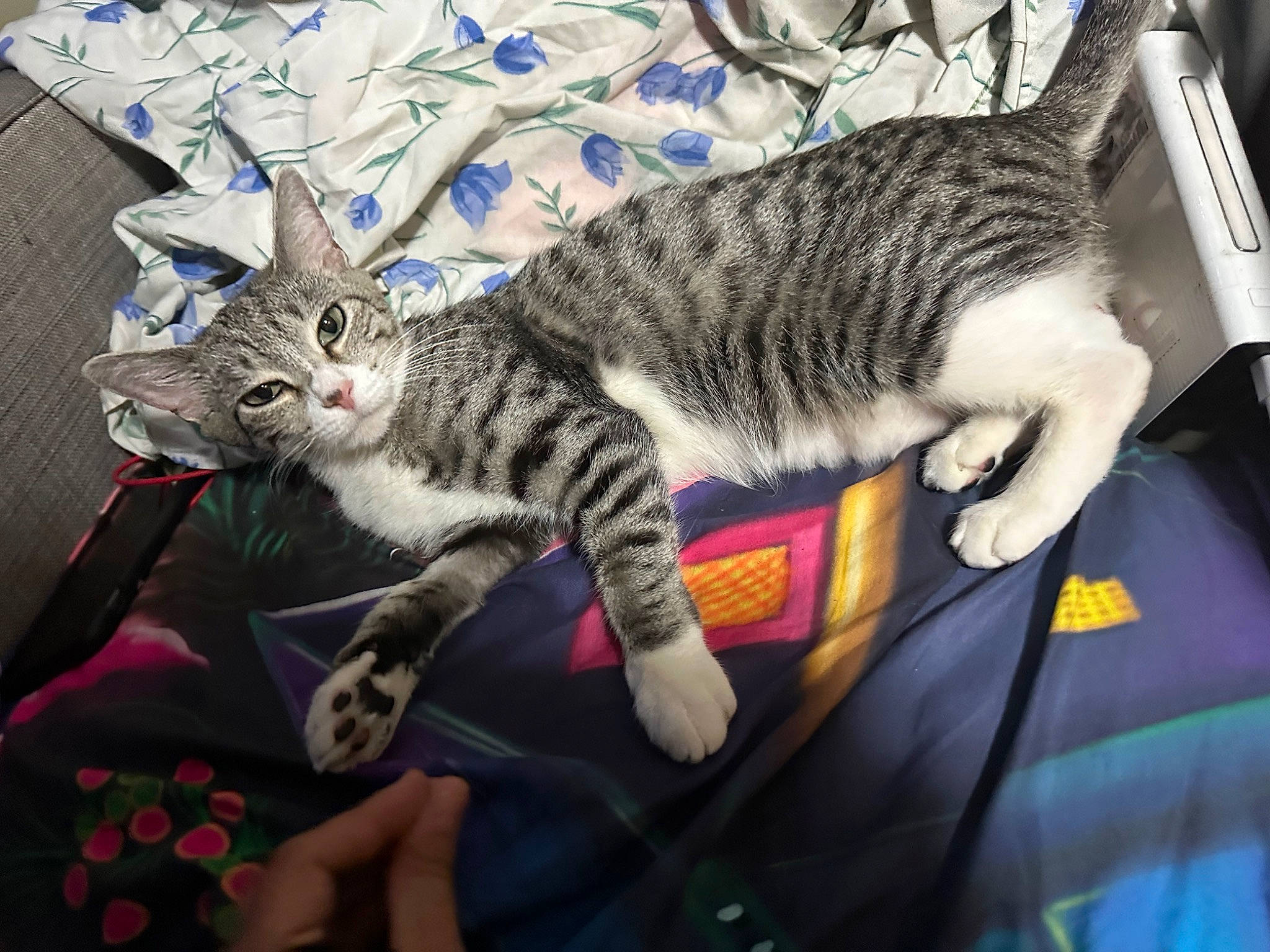 Chen Cha joined the competition — help win amazing prizes! carnivore, cat, claw, comfort, domestic_short_haired_cat, felidae, fur, lap, paw, small_to_medium_sized_cats, tail, vertebrate, whiskers