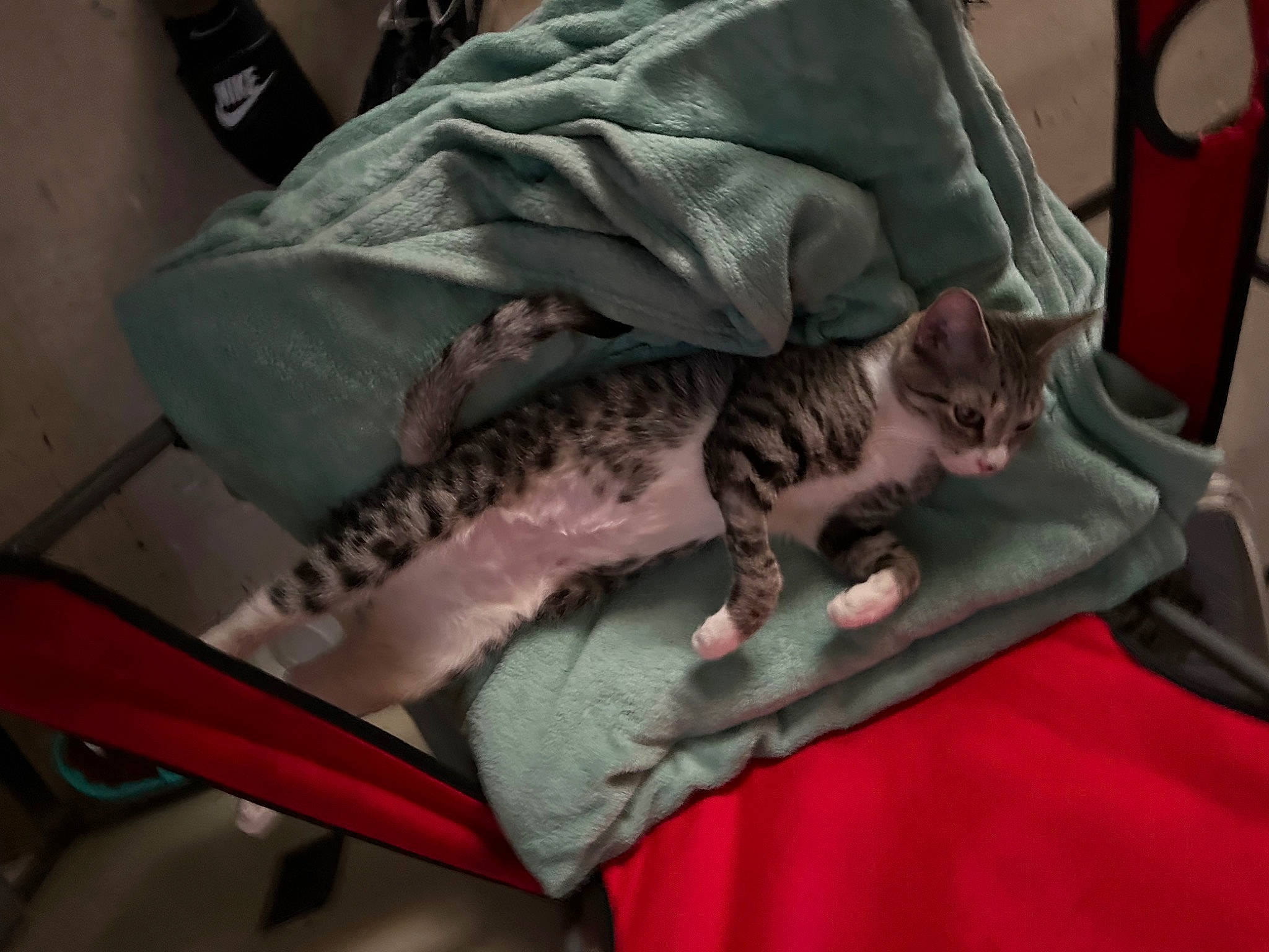 Chen Cha joined the competition — help win amazing prizes! bed, carnivore, cat, cat_bed, cat_supply, comfort, domestic_short_haired_cat, felidae, fur, linens, nap, room, small_to_medium_sized_cats, tail, terrestrial_animal, whiskers