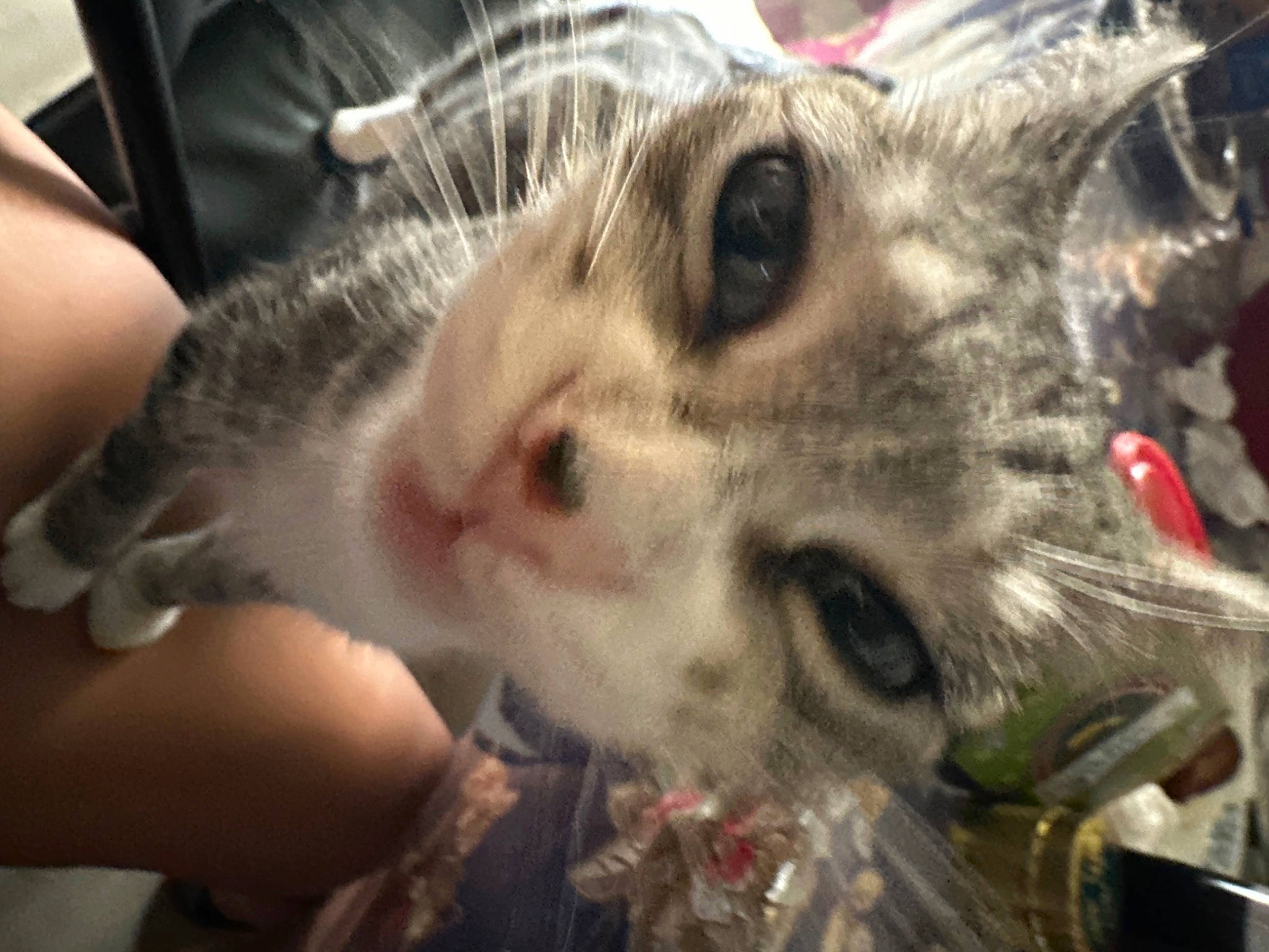 Chen Cha is registered to the contest to win money with this photo: carnivore, cat, claw, domestic_short_haired_cat, eye, felidae, fur, paw, small_to_medium_sized_cats, snout, terrestrial_animal, whiskers, wildlife