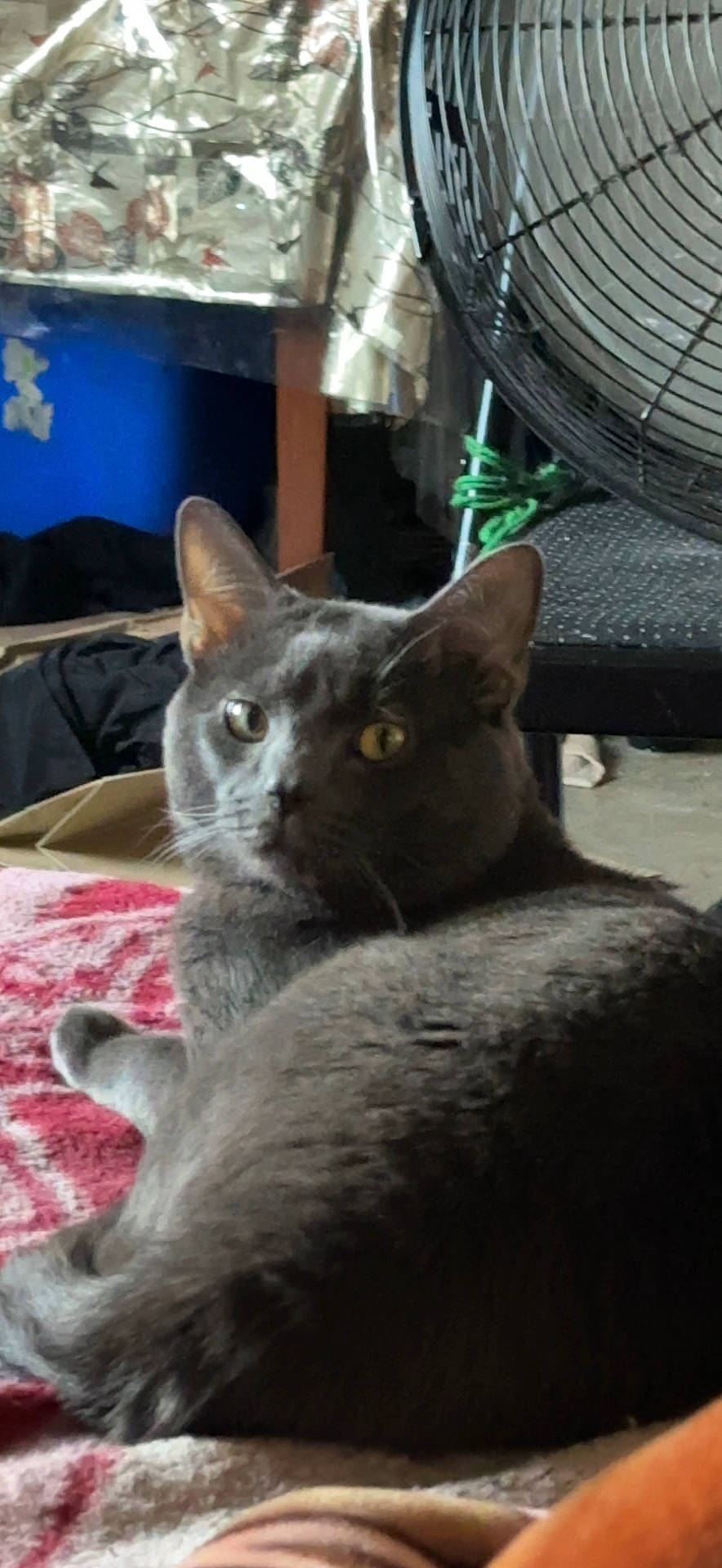 Gibson joined the competition — help win amazing prizes! carnivore, cat, claw, comfort, domestic_short_haired_cat, felidae, fur, grey, russian_blue, small_to_medium_sized_cats, snout, tail, terrestrial_animal, whiskers, window