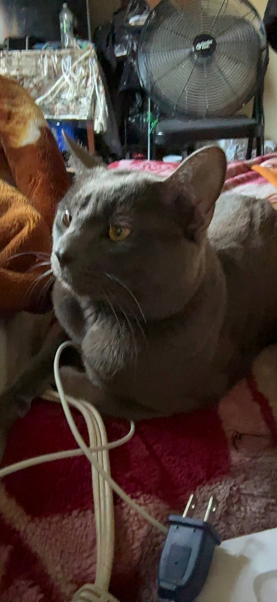 Gibson joined the competition — help win amazing prizes! black_cat, carnivore, cat, collar, comfort, domestic_short_haired_cat, felidae, fur, grey, paw, small_to_medium_sized_cats, snout, tail, whiskers