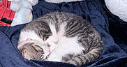 Dear is registered to the contest to win money with this photo: cat, sleeping, blanket, stuffed_animals, pajamas, cozy, fur, pet, indoor, resting, cute, gray, white, curled_up, soft, comfort, animal, nap, domestic, feline