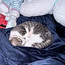 cat, sleeping, blanket, stuffed_animals, pajamas, cozy, fur, pet, indoor, resting, cute, gray, white, curled_up, soft, comfort, animal, nap, domestic, feline