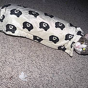Dear is registered to the contest to win money with this photo: cat, blanket, animal, pet, carpet, cozy, indoor, fur, face, ears, eyes, pattern, black_and_white, cute, wrapped, lying_down, floor, soft_texture, curious, burrito_cat