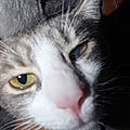 Stella C.