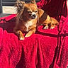 dog, small_dog, fluffy_ears, red_blanket, chair, sunlight, outdoor, relaxed, cozy, pet, animal, brown_fur, long_hair, paw, resting, sunny_day, shadow, floor, comfort, cute