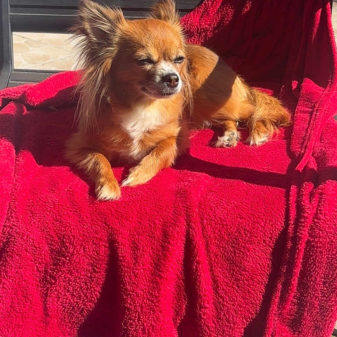 Praline a rejoint le concours — aidez-le/la à gagner de superbes lots ! dog, small_dog, fluffy_ears, red_blanket, chair, sunlight, outdoor, relaxed, cozy, pet, animal, brown_fur, long_hair, paw, resting, sunny_day, shadow, floor, comfort, cute