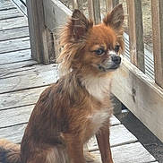 Praline a rejoint le concours — aidez-le/la à gagner de superbes lots ! dog, brown_dog, small_dog, long_hair, sitting, wooden_deck, outdoor, pet, ears, side_view, calm, fence, railing, animal, canine, fluffy, quiet, daylight, nature, companion