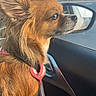 Praline participe au concours pour gagner de l'argent avec cette photo : dog, small_dog, brown_dog, car_interior, car_door, car_window, dog_harness, side_view, daylight, sunlight, ears, pet, animal, looking_out_window, seat, mirror, reflection, fur, outdoor, calm