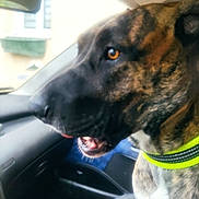 Stella participe au concours pour gagner de l'argent avec cette photo : dog, brindle, car_interior, collar, pet, animal, side_profile, window, seat, dashboard, close_up, canine, sitting, indoor, vehicle, companion, muzzle, fur, bright_collar, looking_away