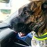 dog, brindle, car_interior, collar, pet, animal, side_profile, window, seat, dashboard, close_up, canine, sitting, indoor, vehicle, companion, muzzle, fur, bright_collar, looking_away
